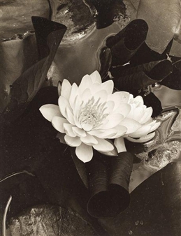 Waterlily Celebration - Caroline Vaughn