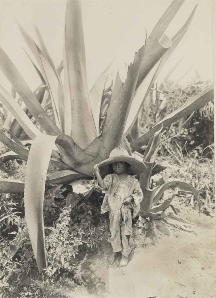 Child in the Shade of A Century Plant, Atzcapotzalco, Mexico by Hugo Brehme, circa  1916