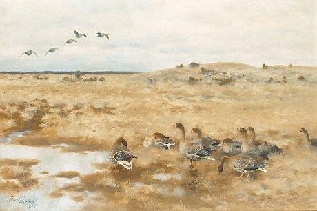 Wild geese