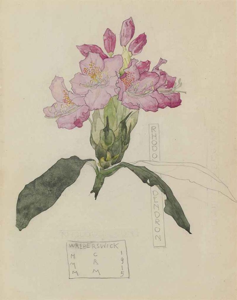 Study of a Rhododendron by Charles Rennie Mackintosh, Margaret Macdonald Mackintosh, 1915