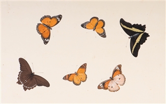 Six butterflies - Nicolaas Struyk