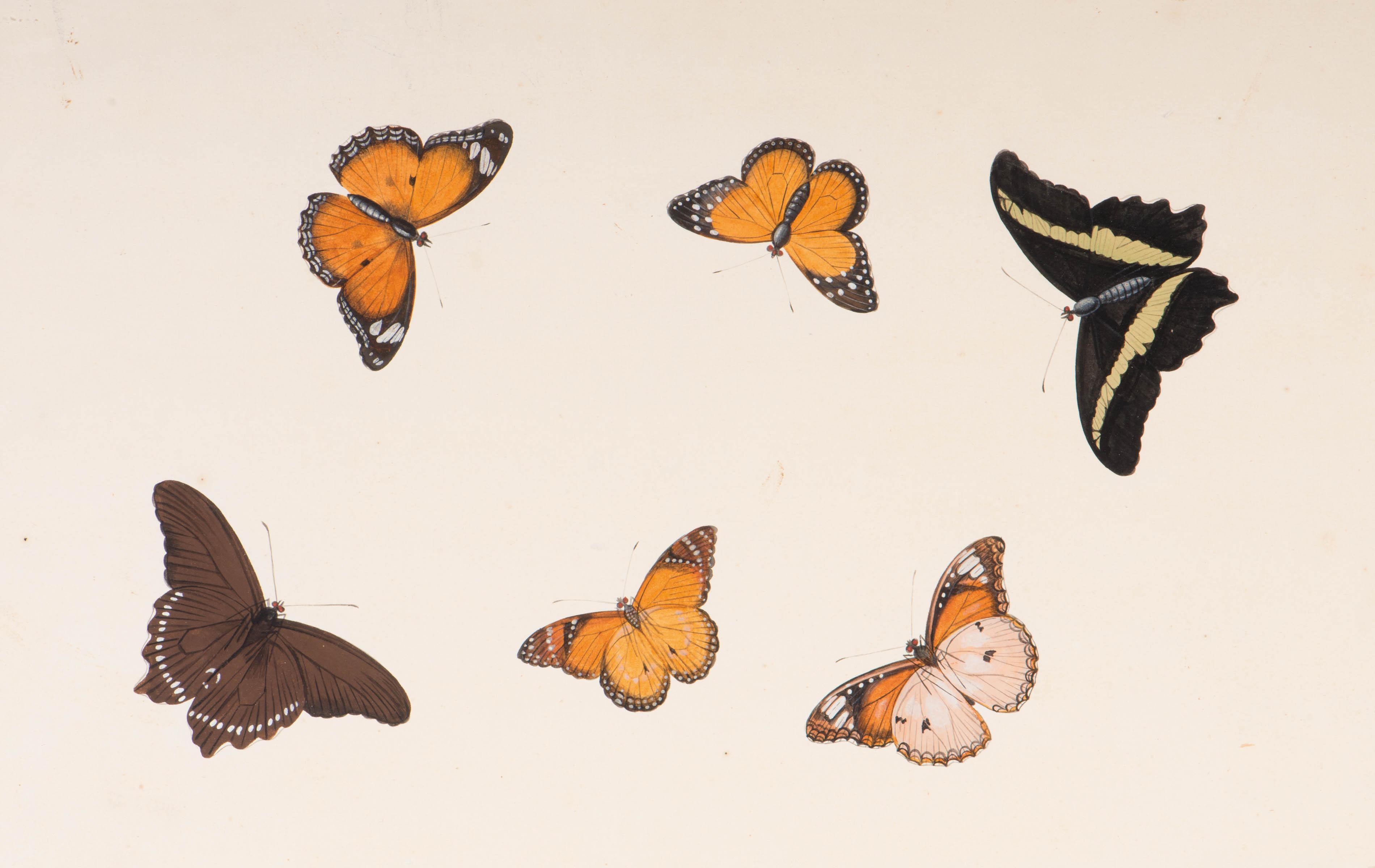 Artwork by Nicolaas Struyk, Six butterflies, Made of Mixed media on paper