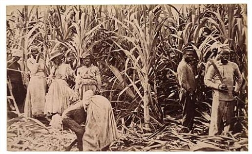 Caribbean School, 19th Century | West Indies (1895) | MutualArt
