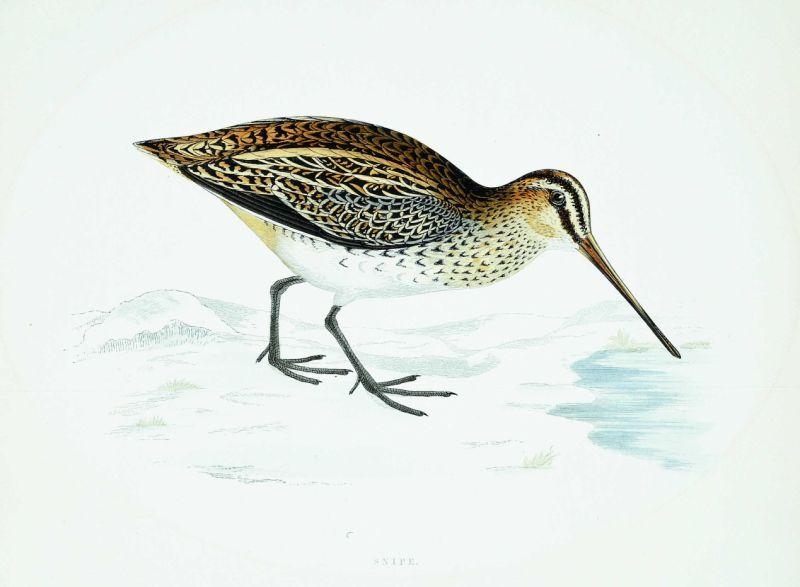 Artwork by Beverly R. Morris, Snipe