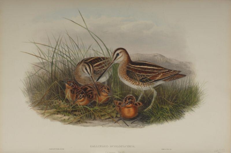 Gallinago Scolopacina by Henry Constantine Richter, John Gould, 1873