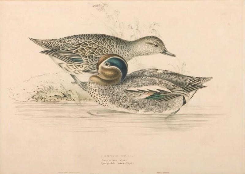 Common Teal. Anas crecca; (Linn.) Querquedula crecca; (Steph:)." by John Gould, 1832-1837