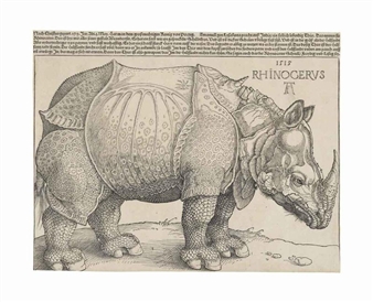 The Rhinoceros - Albrecht ü