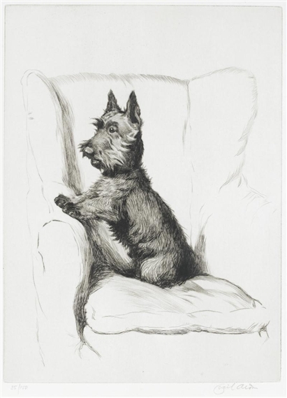 A Scottish Terrier in an armchair