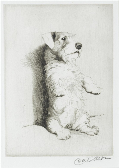 A Sealyham on his haunches