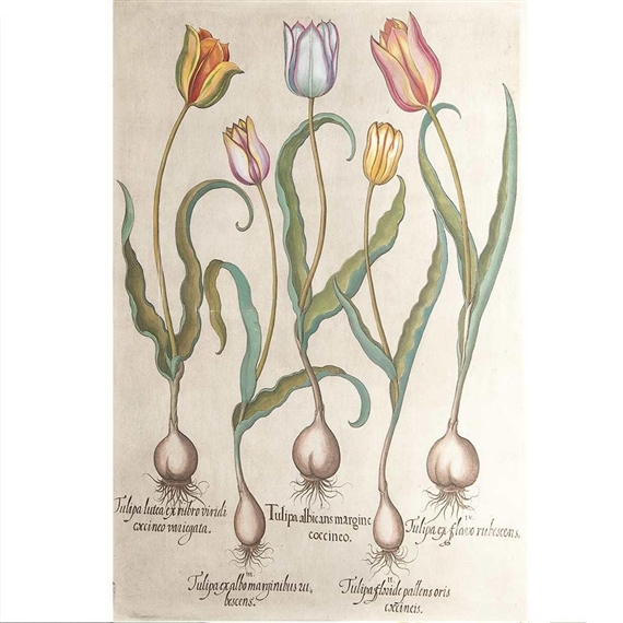 TULIPA ALBICANS MARGINE COCCINEO by Basilius Besler, 1613