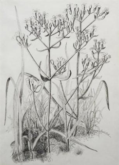 Flower Study - Rosalie Brill