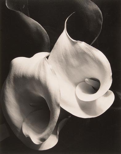 Artwork by Imogen Cunningham, Two Callas, Made of Silver print