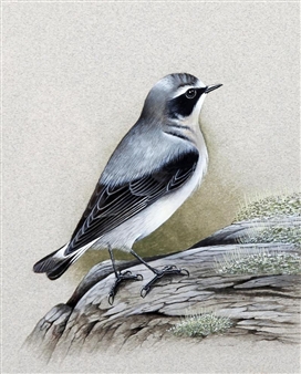 Ornithological paintings including Golden Oriel, Red Backed Shrike, Northern Wheatear, Rosiette Turns, Snow Buntings - Eric Peake