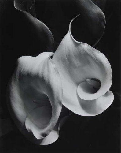 Two Callas by Imogen Cunningham, Circa 1929