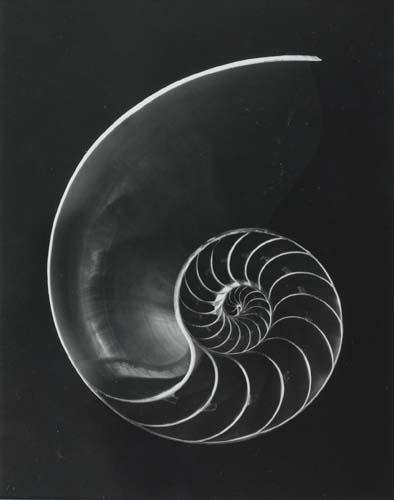 Feininger Andreas Chambered Nautilus Shell Circa 1960 Mutualart