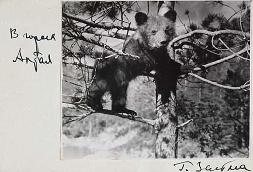Bear in a tree by Georgi Zelma, 1930s