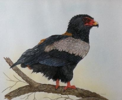 A study of a South African bataleur eagle - Julia Birkhead