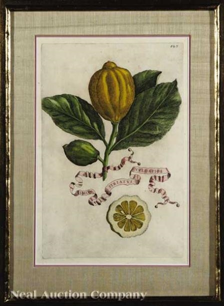 Artwork by Giovanni Battista Ferrari, Untitled, Made of eight hand-colored engravings