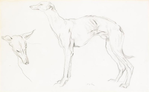 STUDIES OF A GREYHOUND