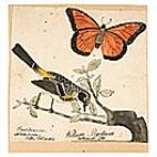 American Naturalist - William Bartram