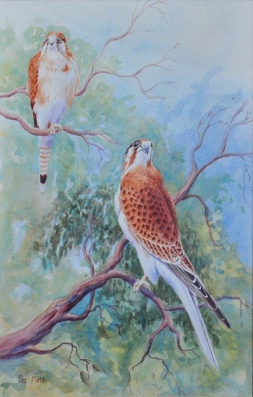 Pair Of Falcons In The Bush by Pet Mott