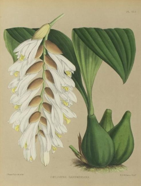 Artwork by V. Nugent Fitch, A Hand-Colored Botanical Lithograph, Made of Lithograph