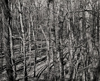 Untitled (Wooded Hillside) - Innes Fripp