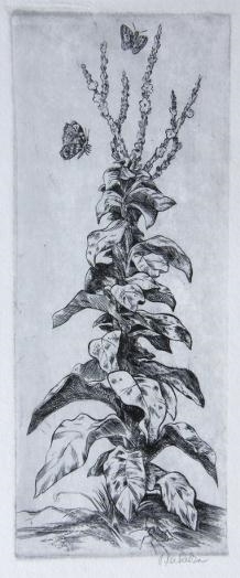 Mullein by Jindřich Mahelka