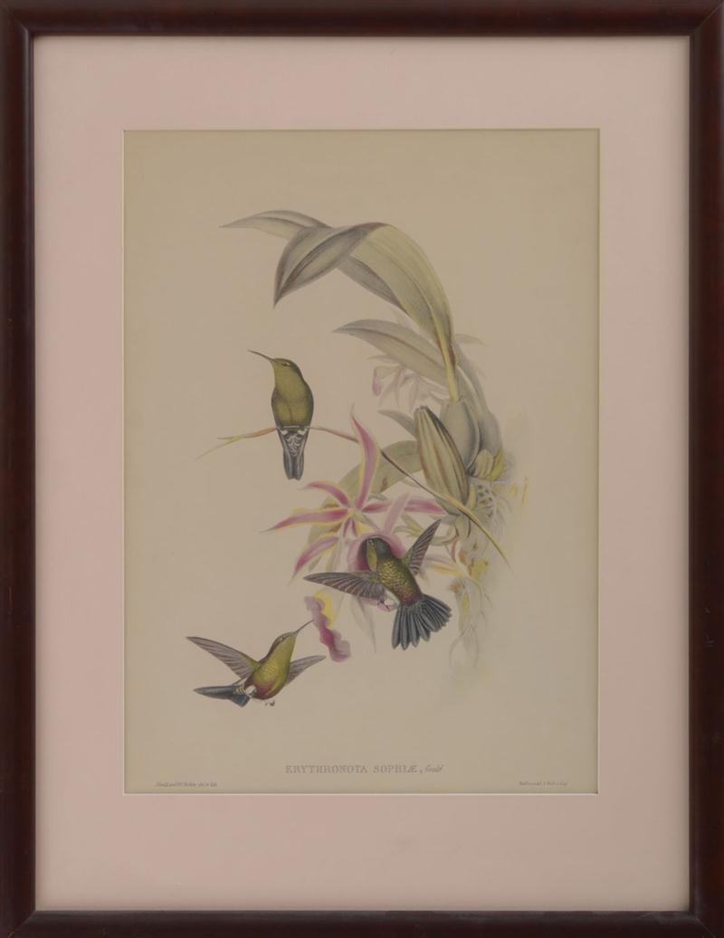 2 Works: Pair of Hummingbird Prints by Henry Constantine Richter, John Gould