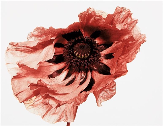 Poppy: Showgirl, New York by Irving Penn, 1968