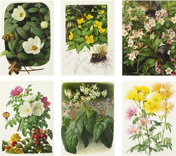 Raymond Booth、Rhododendron'Cowslip'
