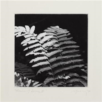 A high-contrast black and white print featuring a detailed fern frond against a dark background.