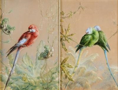 2 Works : A Pair of Lilac-crowned Parrots in Foliage ; A Companion of A Red Parrot by Harry Bright, 1877