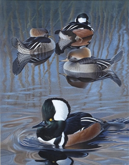 The Hooded Madagascan - Trevor Boyer