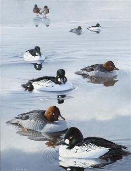 Goldeneye - Trevor Boyer