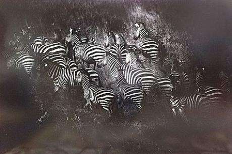 Artwork by Nicolas Bruant, LES ZÈBRES, Made of Gelatin silver print on aluminum