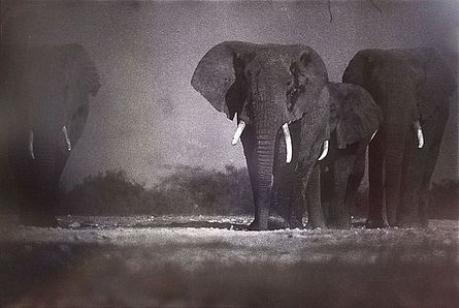 LES ÉLÉPHANTS by Nicolas Bruant, circa 2004