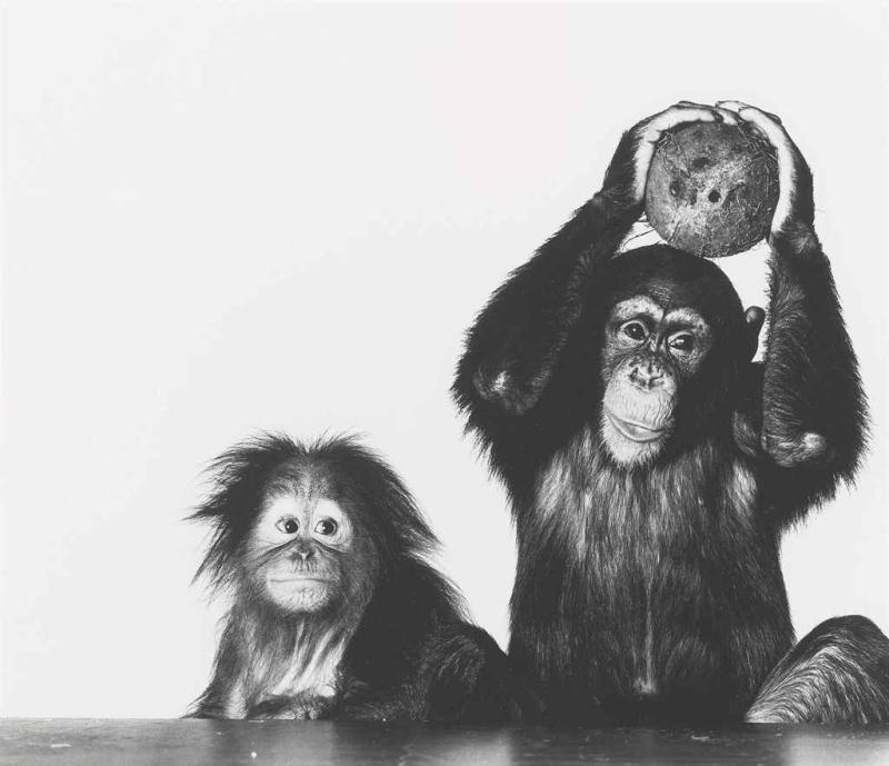 Artwork by Irving Penn, Orangutan and chimpanzee with coconut, New York, Oct. 12, 2004, Made of gelatin silver print
