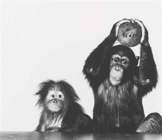 Penn Irving Orangutan  and chimpanzee  with coconut New 