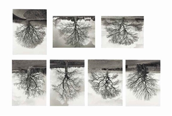7 works: Welsh Oak #1-7 - Rodney Graham