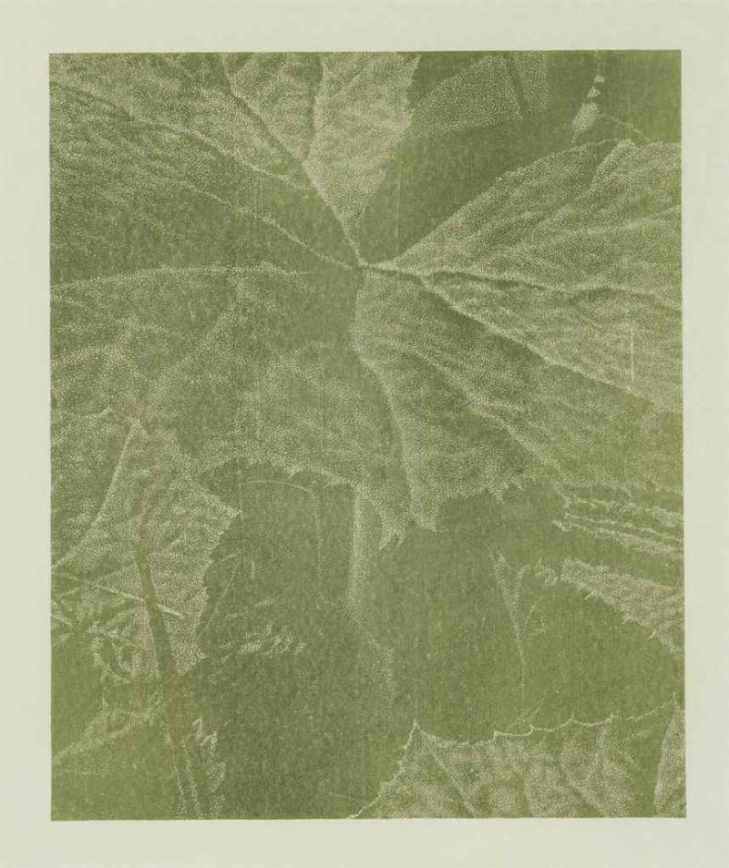 Artwork by Franz Gertsch, Pestwurz, Made of woodcut