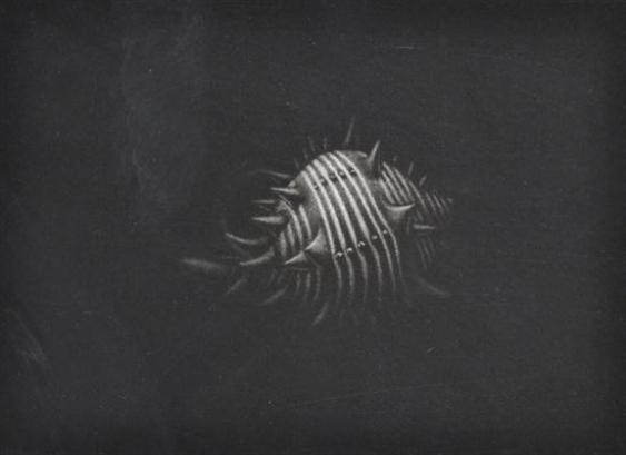 Leonard Marchant | Shell | MutualArt