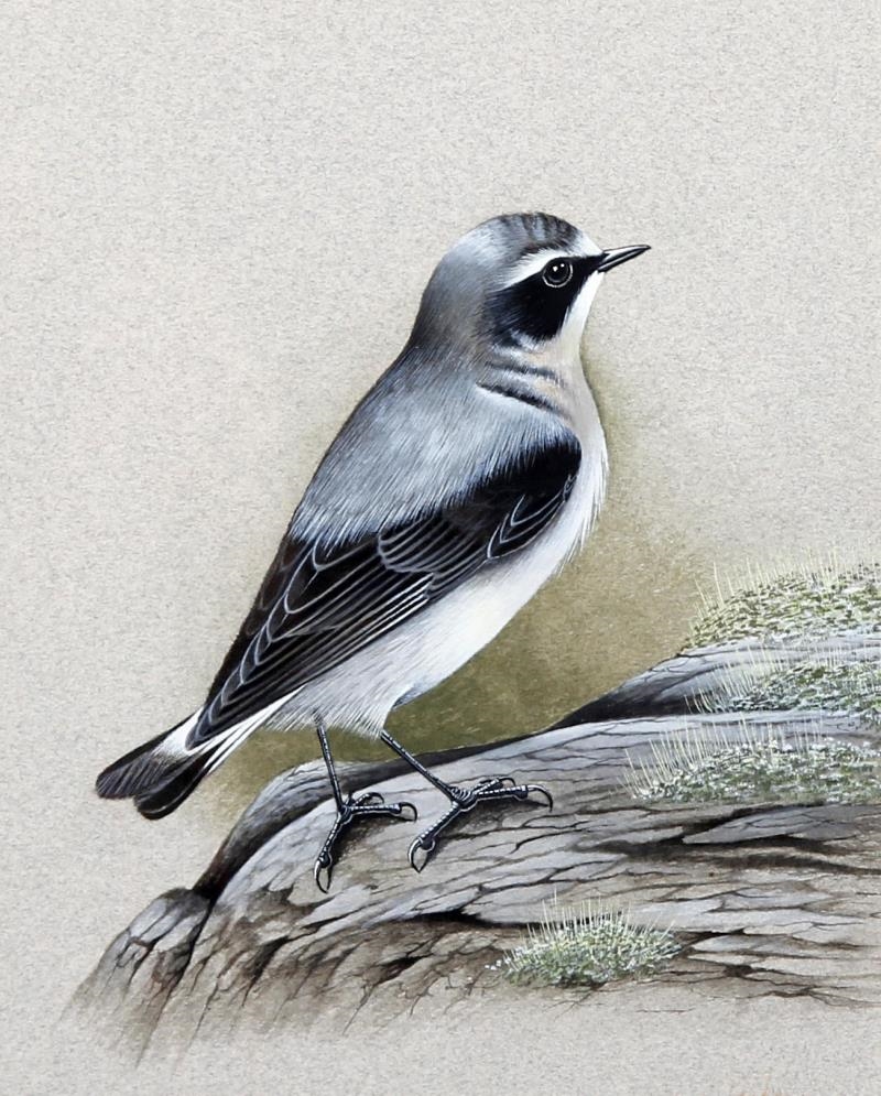 Artwork by Eric Peake, 5 Works: Ornithological paintings including Golden Oriel, Red Backed Shrike, Northern Wheatear, Rosiette Turns, Snow Buntings, Made of watercolours