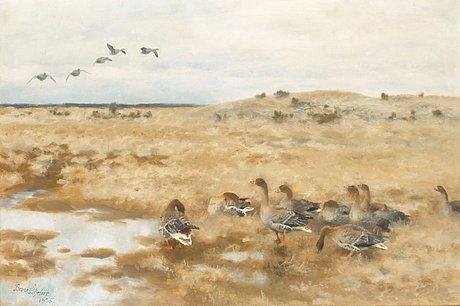 Wild geese