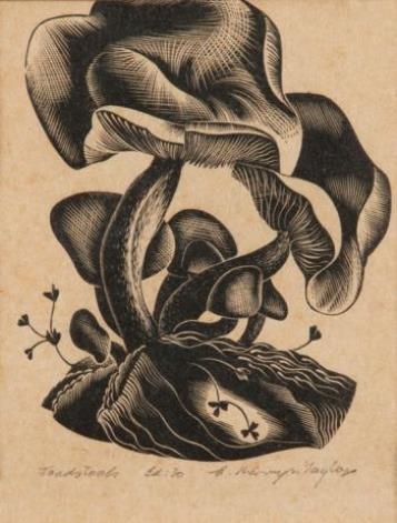 Toadstools by E. Mervyn Taylor