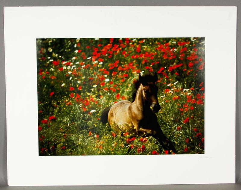 Artwork by Robert Vavra, Horse Running Through Red Flowers, Made of photograph