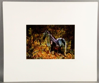 Horses in Field - Robert Vavra