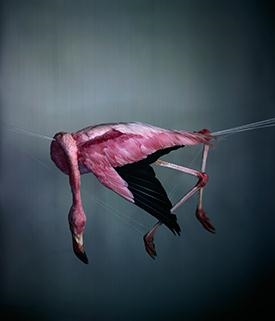 Richard Learoyd: Still/Life - McKee Gallery