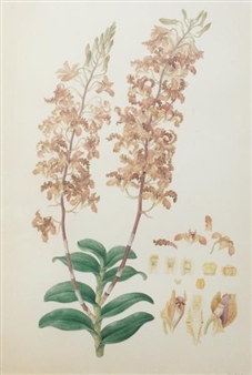 Golden Orchival - Fer Bauer