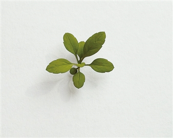 Suda Yoshihiro - Faggionato Fine Art, London